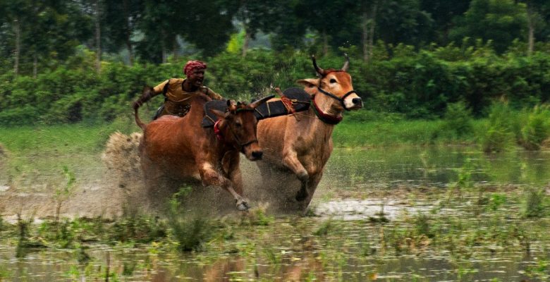 Hindistan’daki sığır yarışlarından çarpıcı fotoğraflar