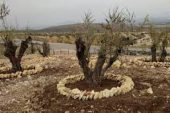 Odun yapılmak istenen yaşlı zeytin ağaçlarına ‘can’ oluyorlar